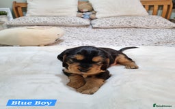 Cocker Spaniel dogs for sale: 🐾 Beautiful Show Cocker Spaniel Puppys - Image 3