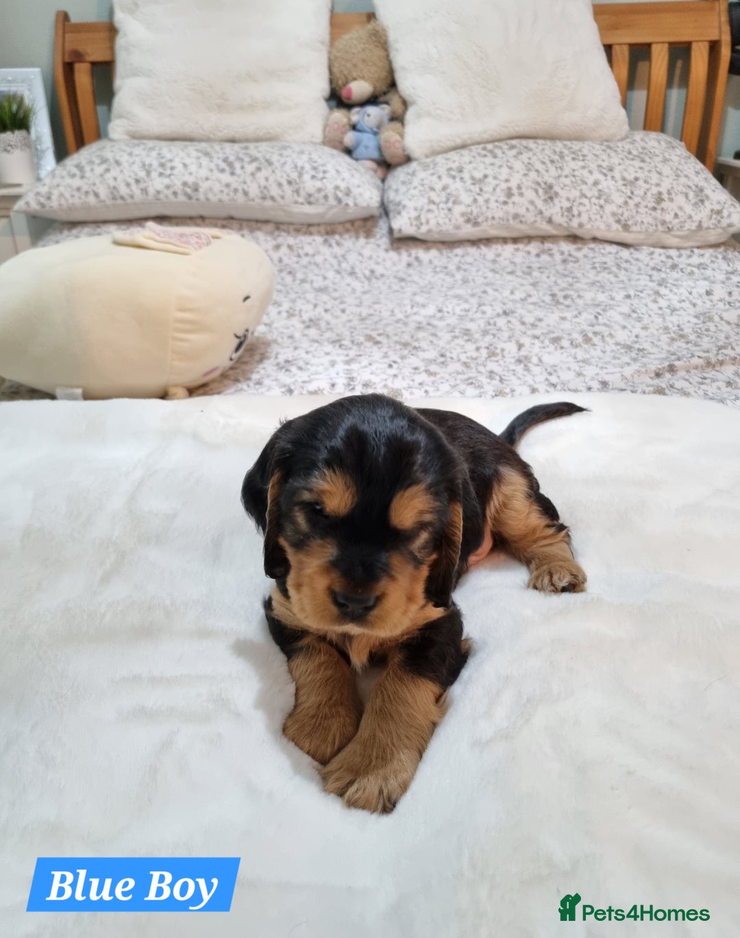 Cocker Spaniel dogs for sale: 🐾 Beautiful Show Cocker Spaniel Puppys - Image 3