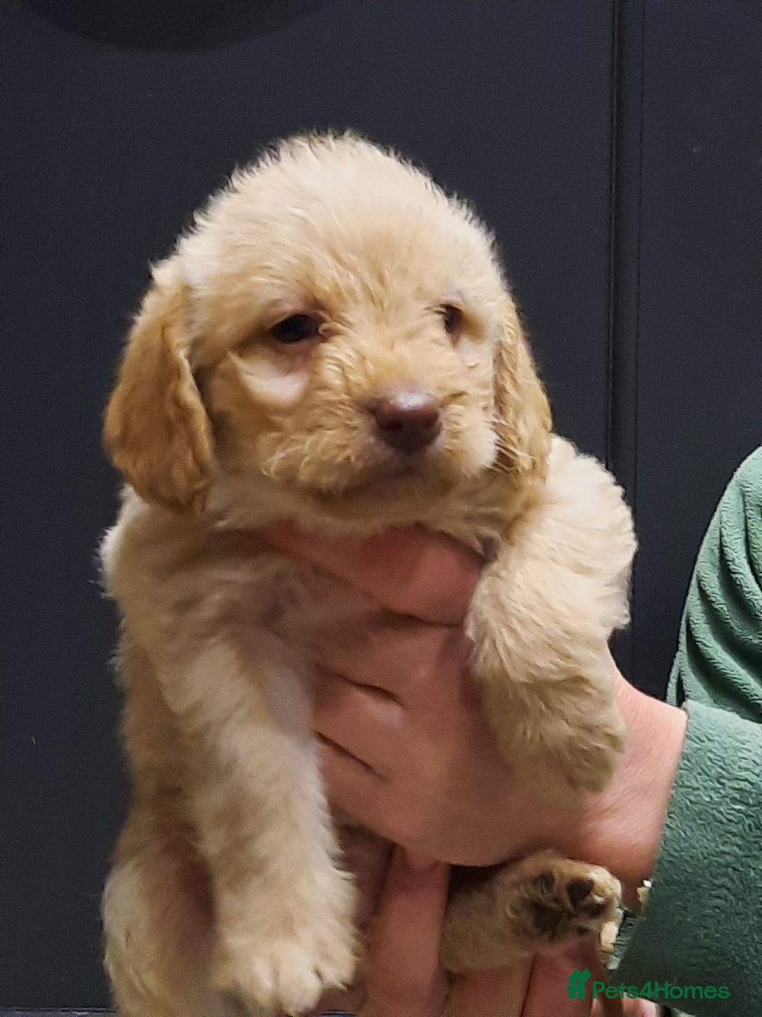 Labradoodle dogs for sale: Gorgeous Miniature Labradoodles - Advert 9