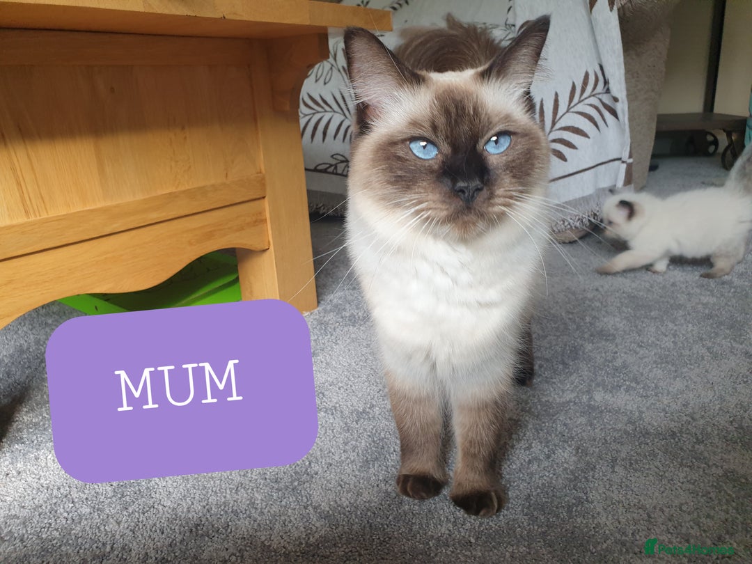 Ragdoll cats for sale: 5 fully seal point ragdoll kittens  - Image 25