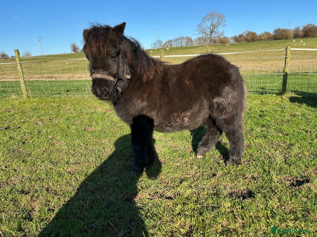 Shetland pony horses for sale: Shetlands for sale  - Advert 2