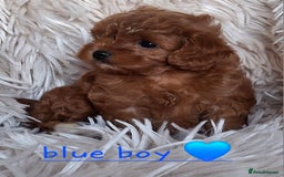 Cavapoochon dogs for sale: Top quality cavapoochons - Image 3