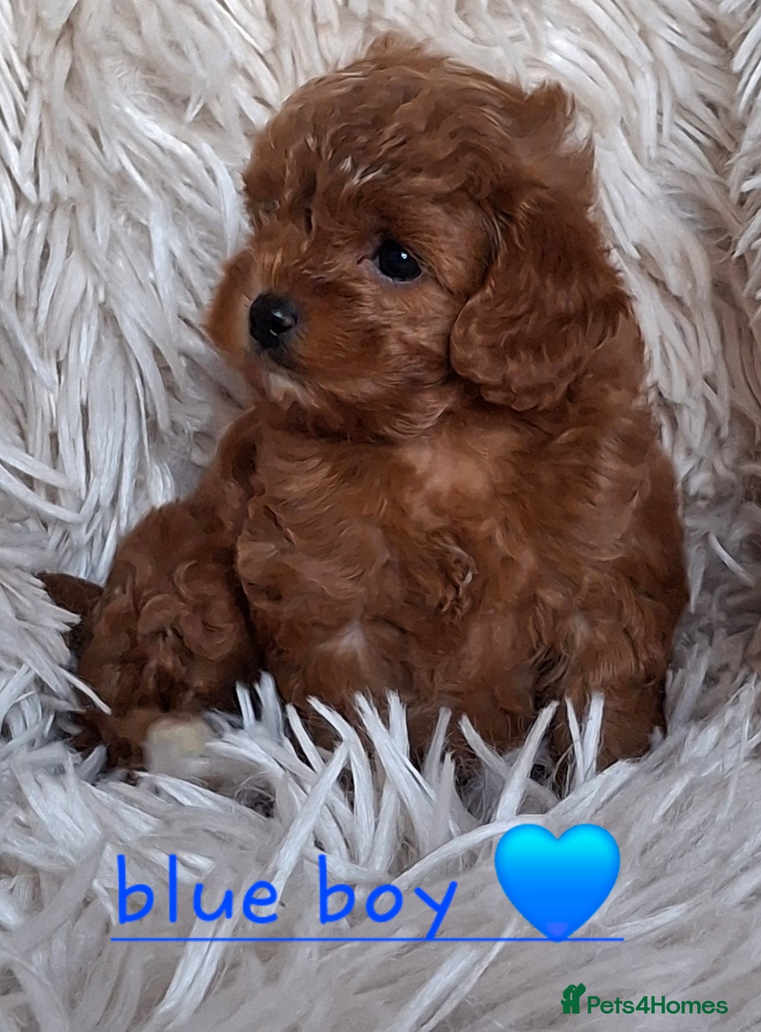 Cavapoochon dogs for sale: Top quality cavapoochons - Image 3