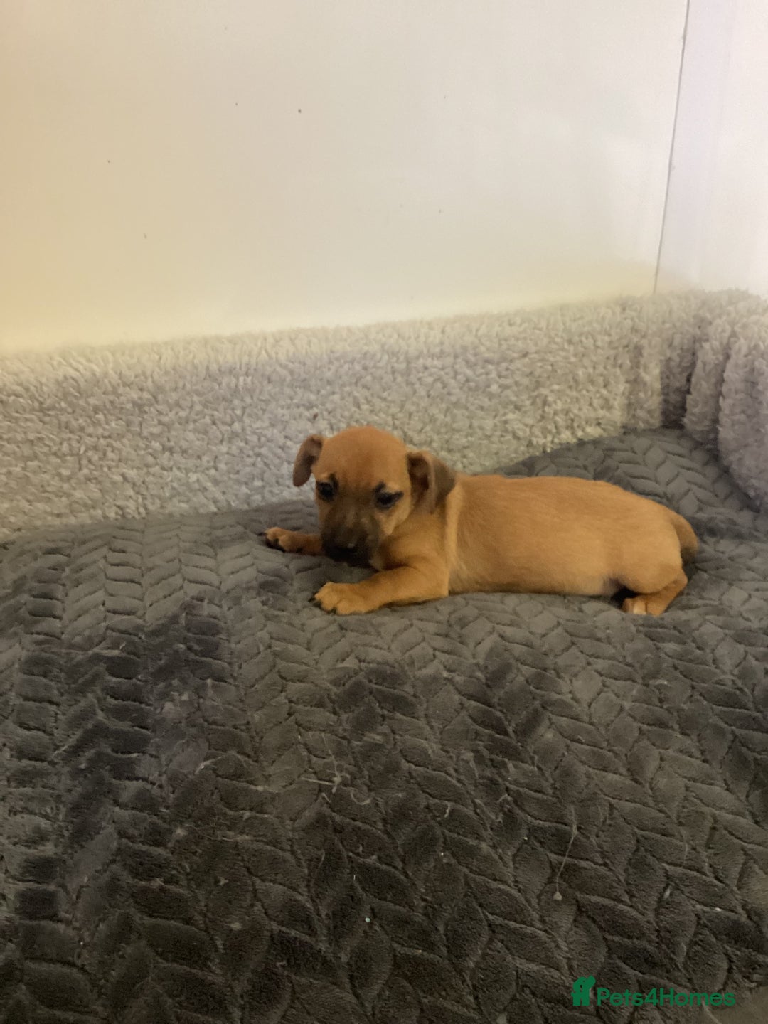 Jack Russell dogs for sale: Jack Russell puppies  - Image 6
