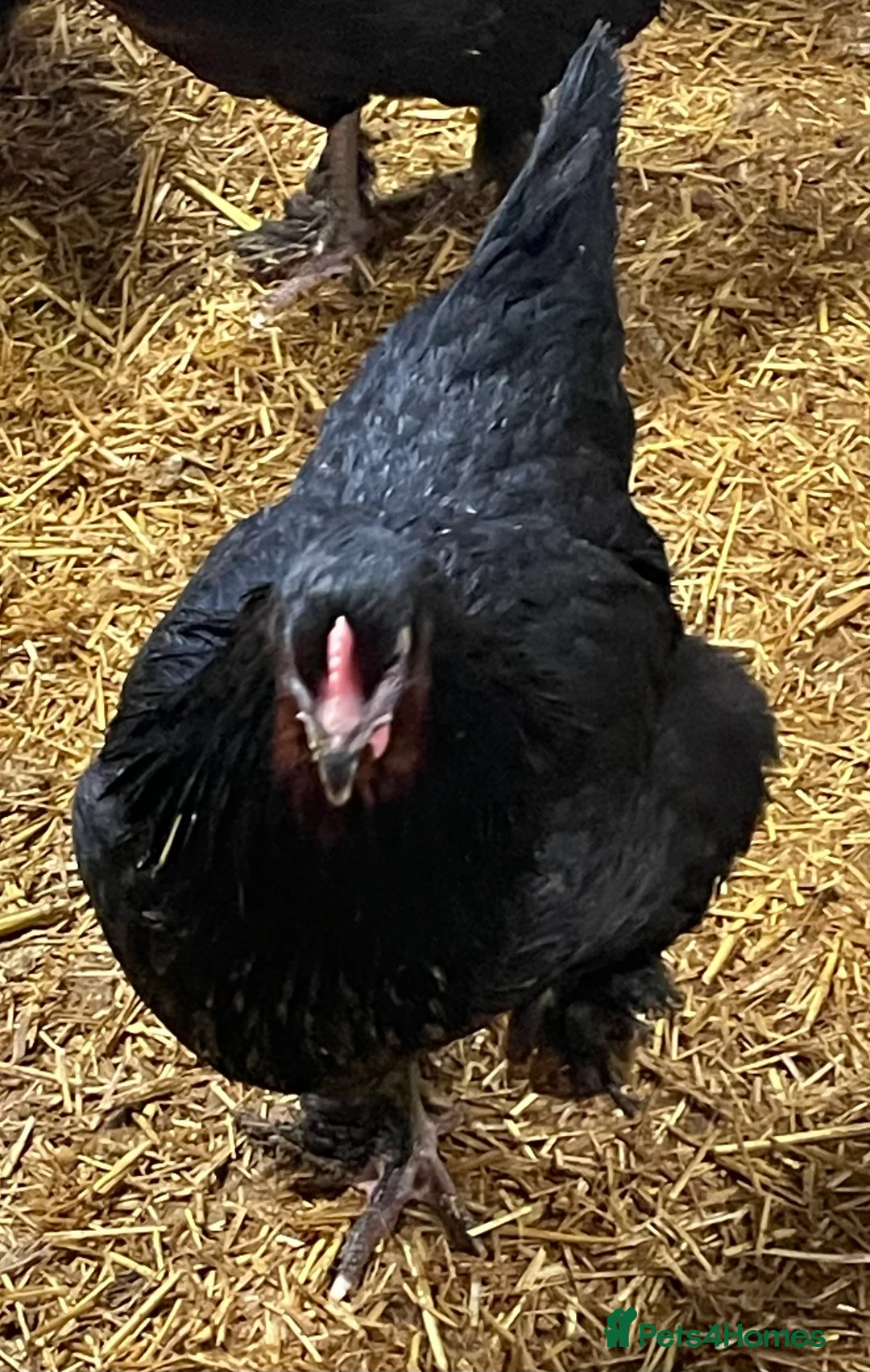 Chickens poultry for sale: Chickens Point of lay hens - Advert 2