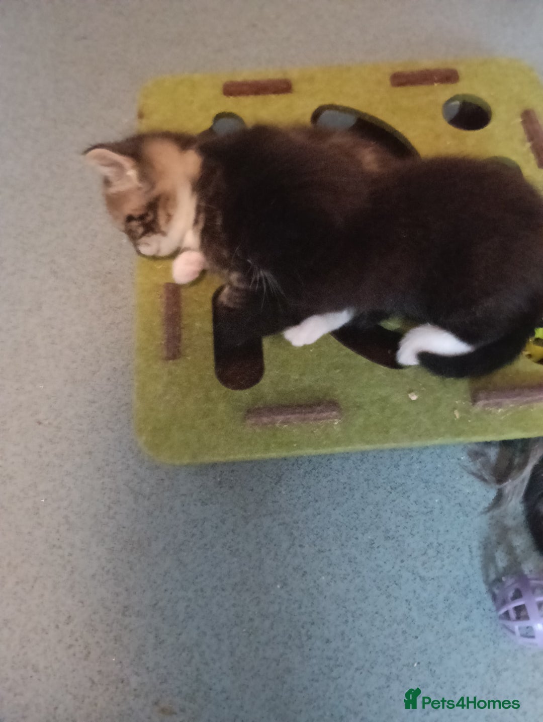 Mixed Breed cats for sale: Kittens for sale - Advert 3