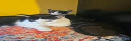 Mixed Breed cats for sale: Kittens black - white - Advert 2