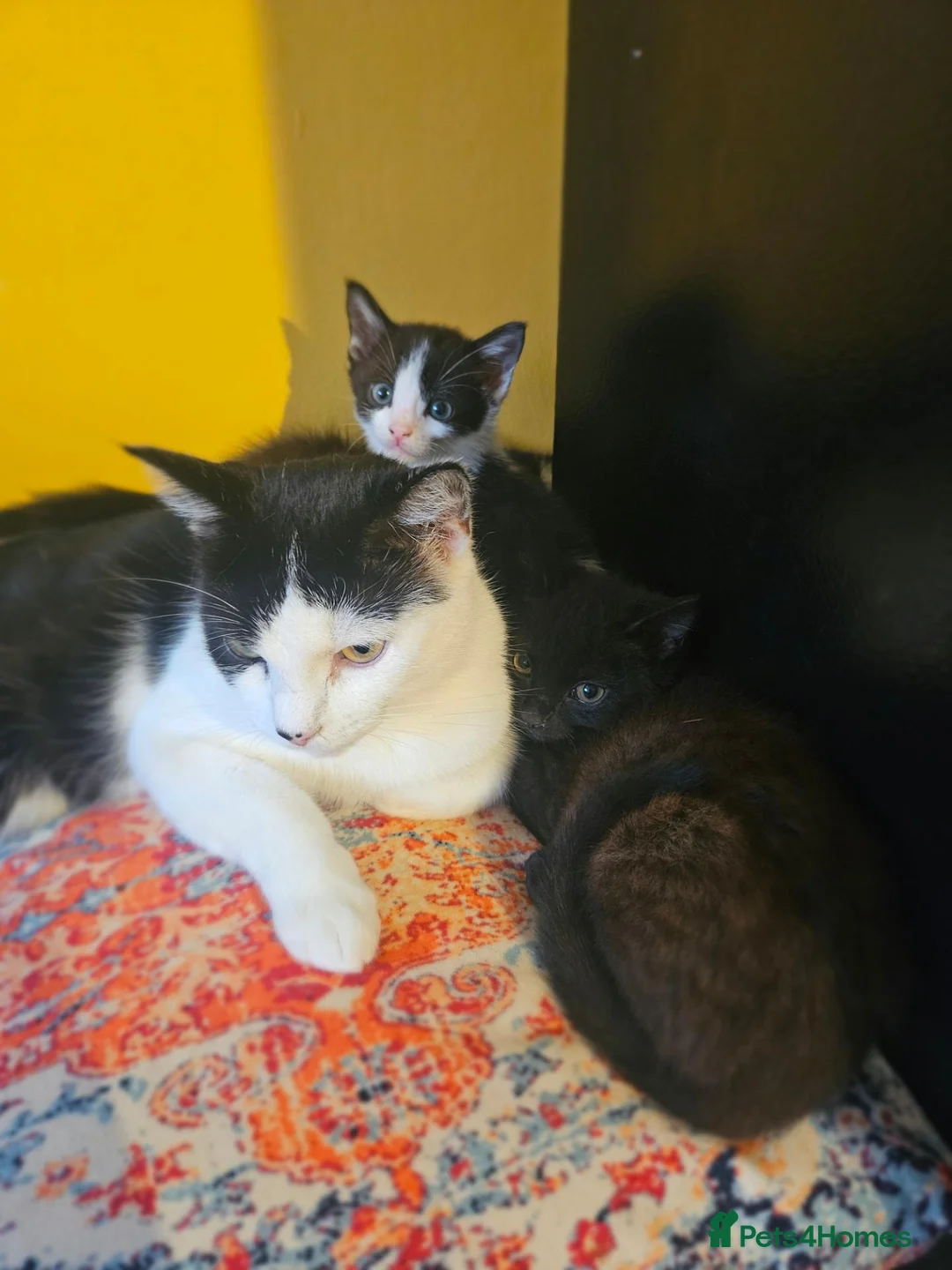 Mixed Breed cats for sale: Kittens black - white - Advert 2