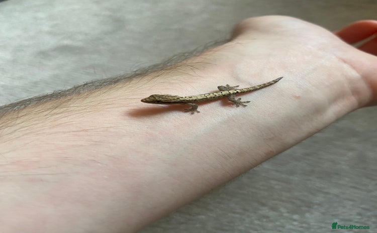 Gecko reptiles - Advert 2