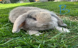 Mini Lop rabbits for sale: Mini Lop Rabbits For Sale  - Image 27