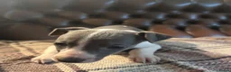 Whippet dogs for sale: 🐾 Exceptional KC Registered Whippet Puppies - Advert 4