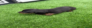 Miniature Dachshund 1