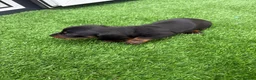 Miniature Dachshund dogs for sale: Dachshund  - Advert 6