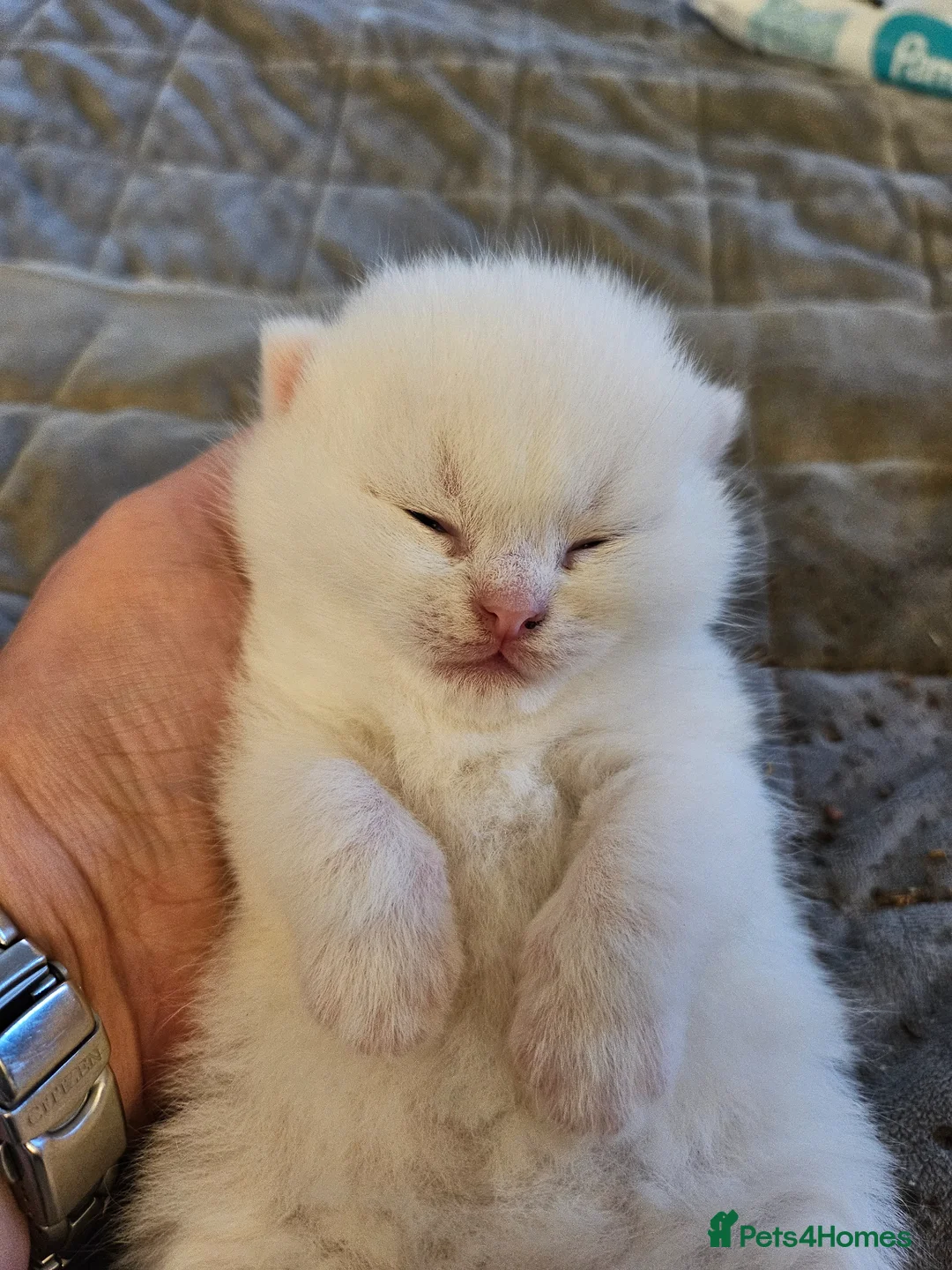 British Shorthair cats for sale: Bundles of fluff - Advert 2