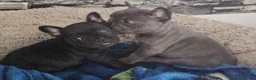 French Bulldog dogs for sale: Beautiful  KC registered French bulldog puppies  in Chorley - Advert 3