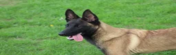 Belgian Shepherd Dog dogs for sale: Black mask mali pup - Advert 3