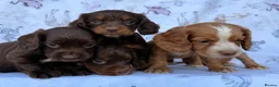 Cocker Spaniel dogs for sale: Working Type Cocker Spaniel puppies in Faringdon - Advert 7