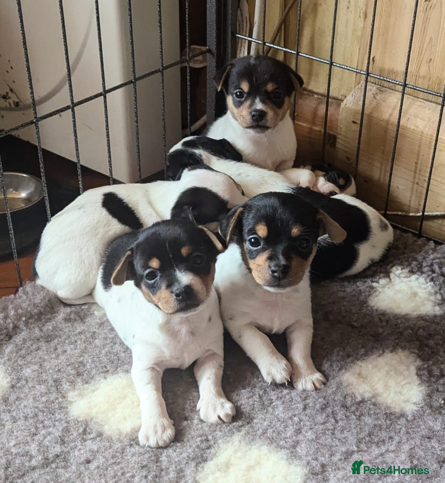 Jack Chi dogs Jack-Chi pups for sale. in Carmarthen - Advert 15