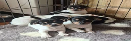 Jack Chi dogs for sale: Jack-Chi pups for sale. in Carmarthen - Advert 1