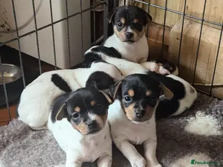 Jack Chi dogs Jack-Chi pups for sale. in Carmarthen - Advert 8