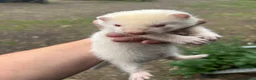 Ferret rodents for sale: Ferret kits - Advert 9