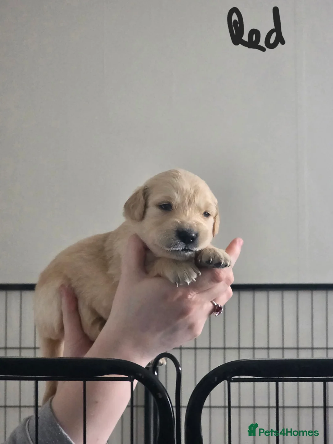 Golden Retriever dogs for sale: Adorable Golden Retriever Puppies for Sale  - Advert 10