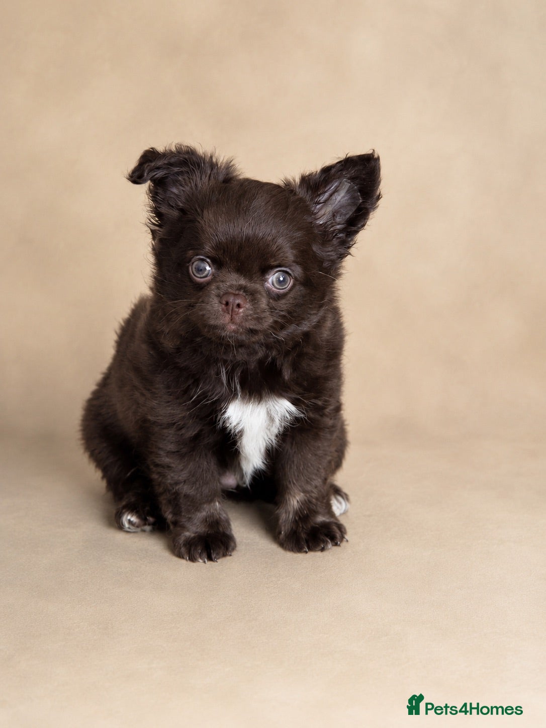 Chihuahua dogs 🧸Beautiful chocolate long-coat boy 🍎  - Advert 3