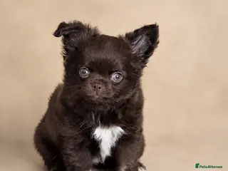 Chihuahua dogs 🧸Beautiful chocolate long-coat boy 🍎 - Advert 3