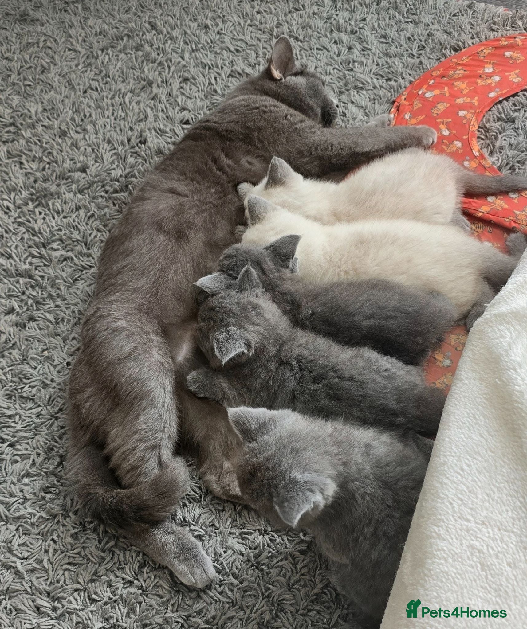 British Shorthair cats Beautiful British Shorthair Kittens 🐾 - Advert 3