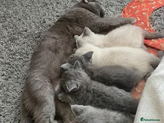 British Shorthair cats Beautiful British Shorthair Kittens 🐾 - Advert 3