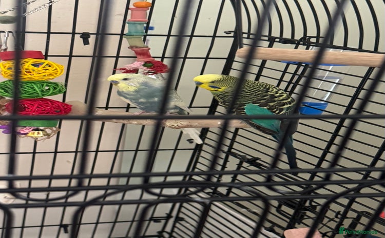 Budgerigars birds - Advert 1