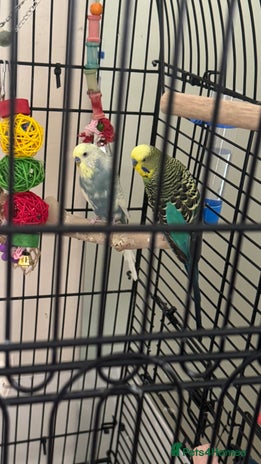 Budgerigars birds - Advert 1