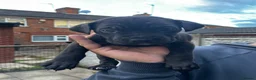 Cane Corso dogs for sale: DeBella Cane Corso Pups - Advert 17