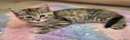 Mixed Breed cats for sale: 4 female kittens available - Advert 6
