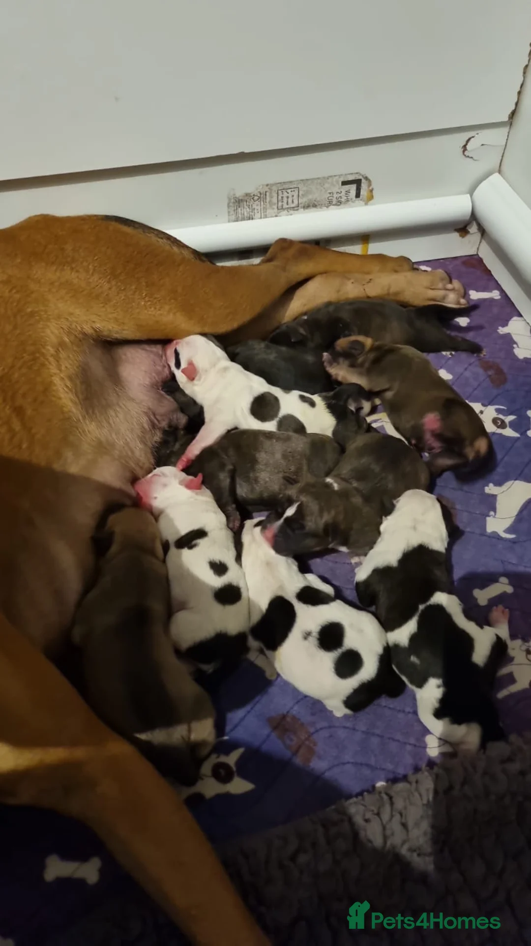 Staffordshire Bull Terrier dogs for stud: Staffordshire Bull Terrier Stud in Wolverhampton - Advert 6