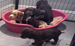 Cocker Spaniel dogs for sale: Working cocker spaniels puppies kc reg - Image 10