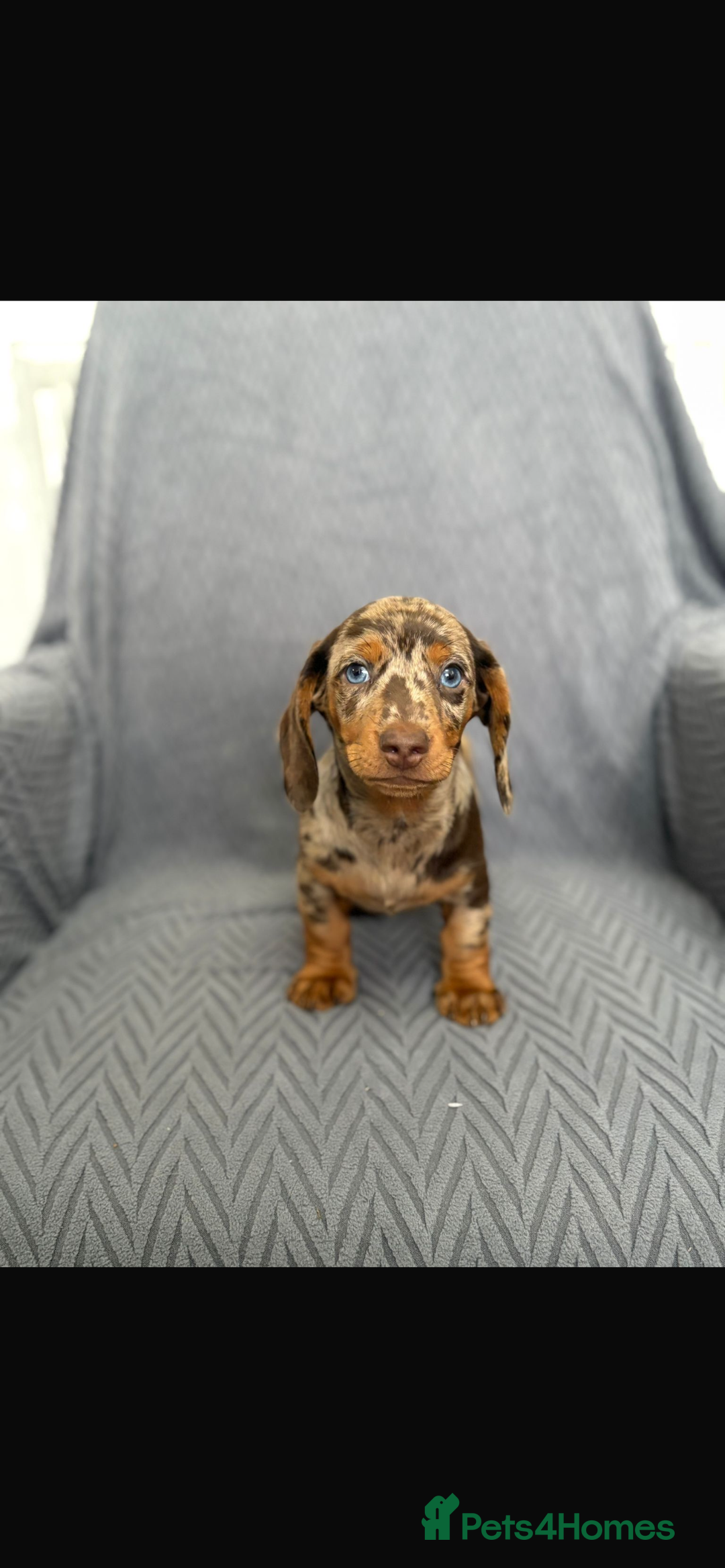 Dachshund dogs for sale: Miniature Dachshund Puppies  - Image 4