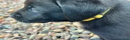 Labrador Retriever dogs for sale: Premium Labrador Puppies – Black and Charcoal - Advert 3