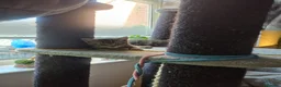 Maine Coon cats for sale: 💥😻 READY NOW 1 LEFT Mainecoon x ragdoll 😻💥 - Advert 22