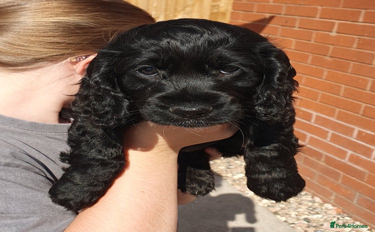 Cockapoo dogs - Advert 11