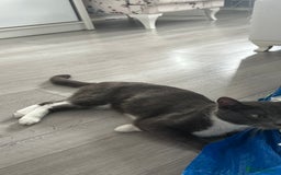 Russian Blue cats for sale: Female cat  - Image 4