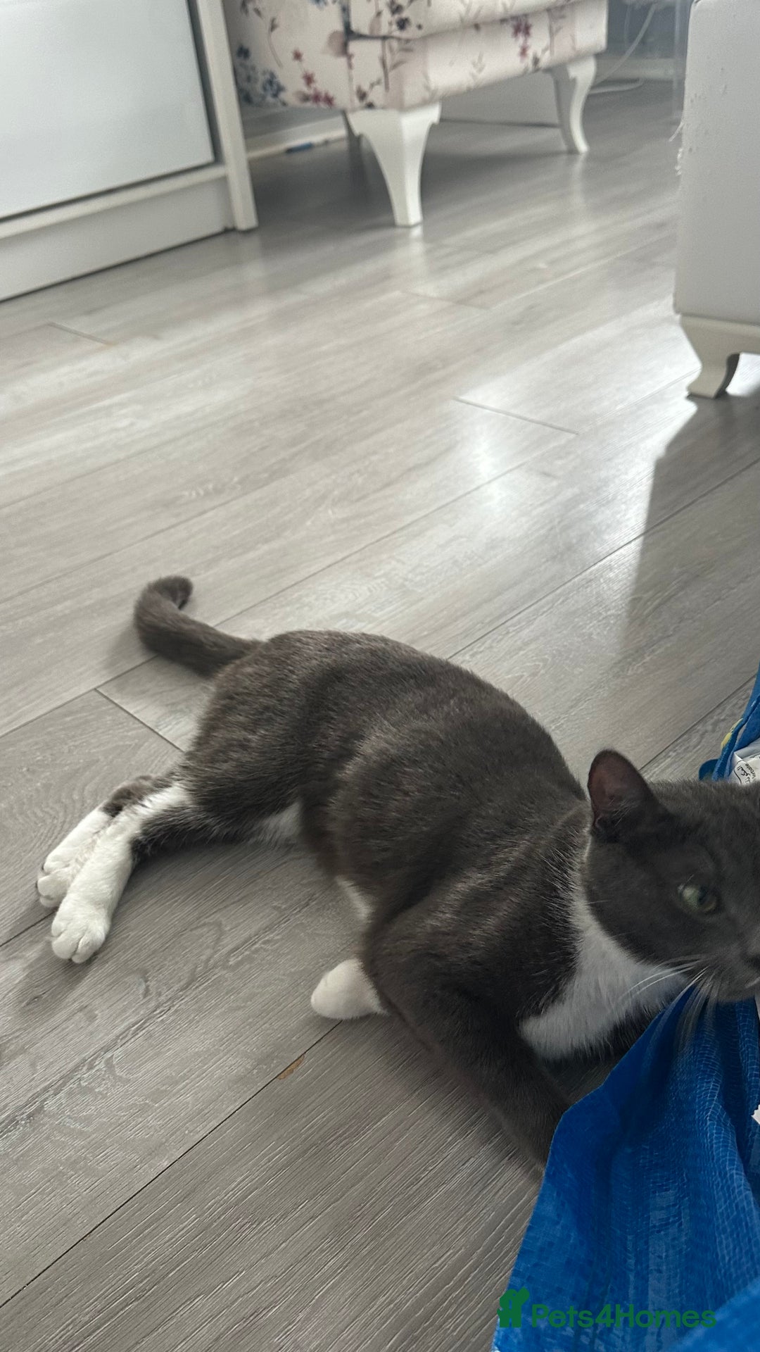 Russian Blue cats for sale: Female cat  - Image 4