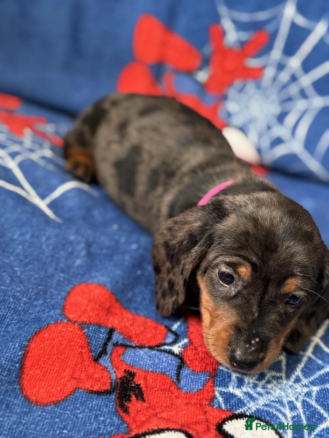 Miniature Dachshund dogs for sale: Puppies 🐶  - Advert 18