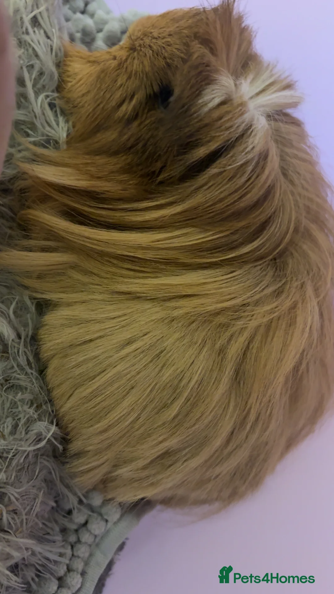 Guinea Pig rodents for sale: three girl guinea pigs - Advert 3