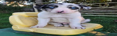 Blue Merle