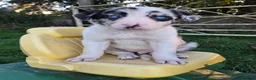 Border Collie dogs for sale: 8 Absolutely stunning Puppies Looking for new home in Montgomery - Advert 2