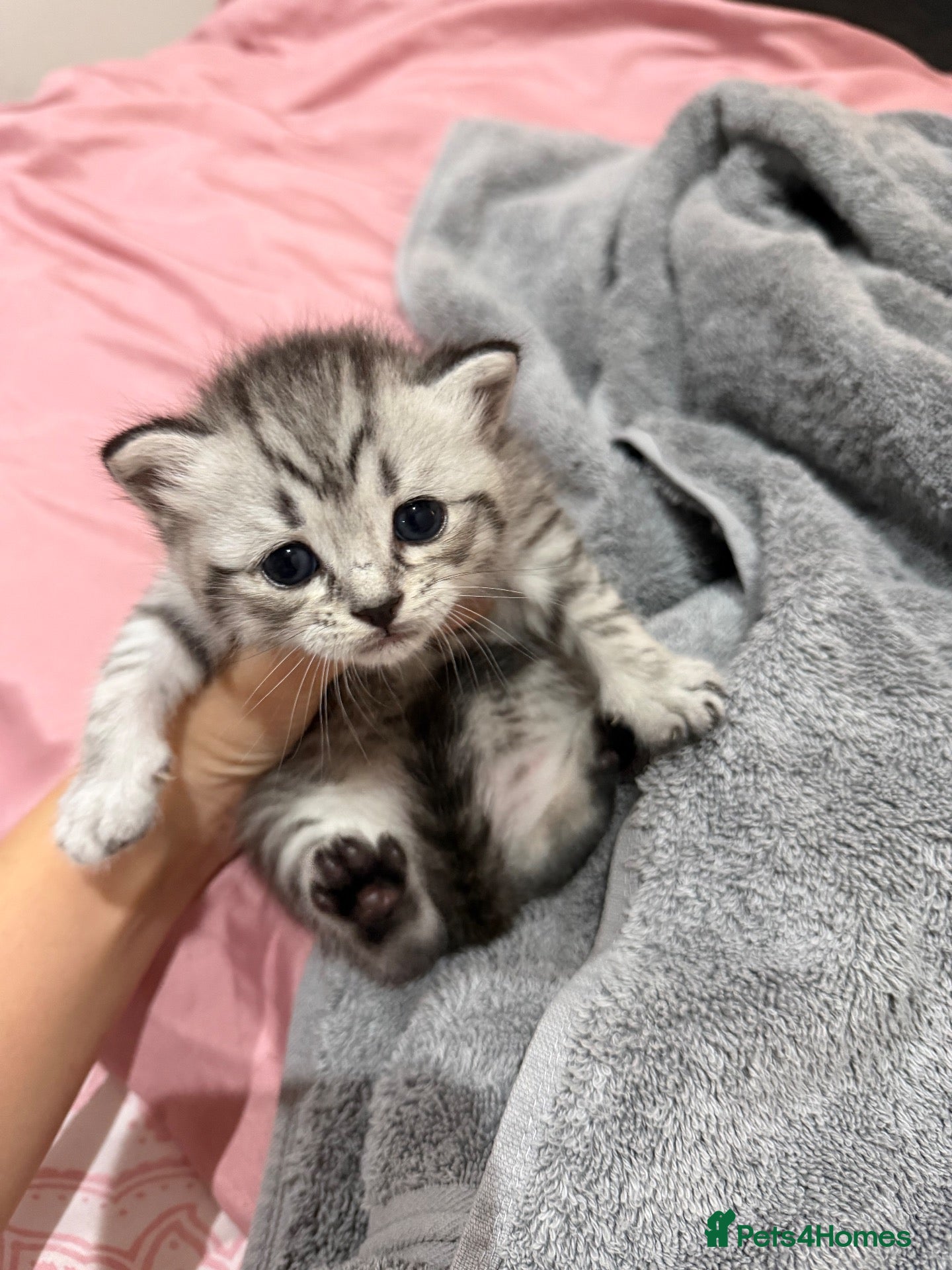 Mixed Breed cats Beautiful BSH × Siberian Kittens🤍 - Advert 5