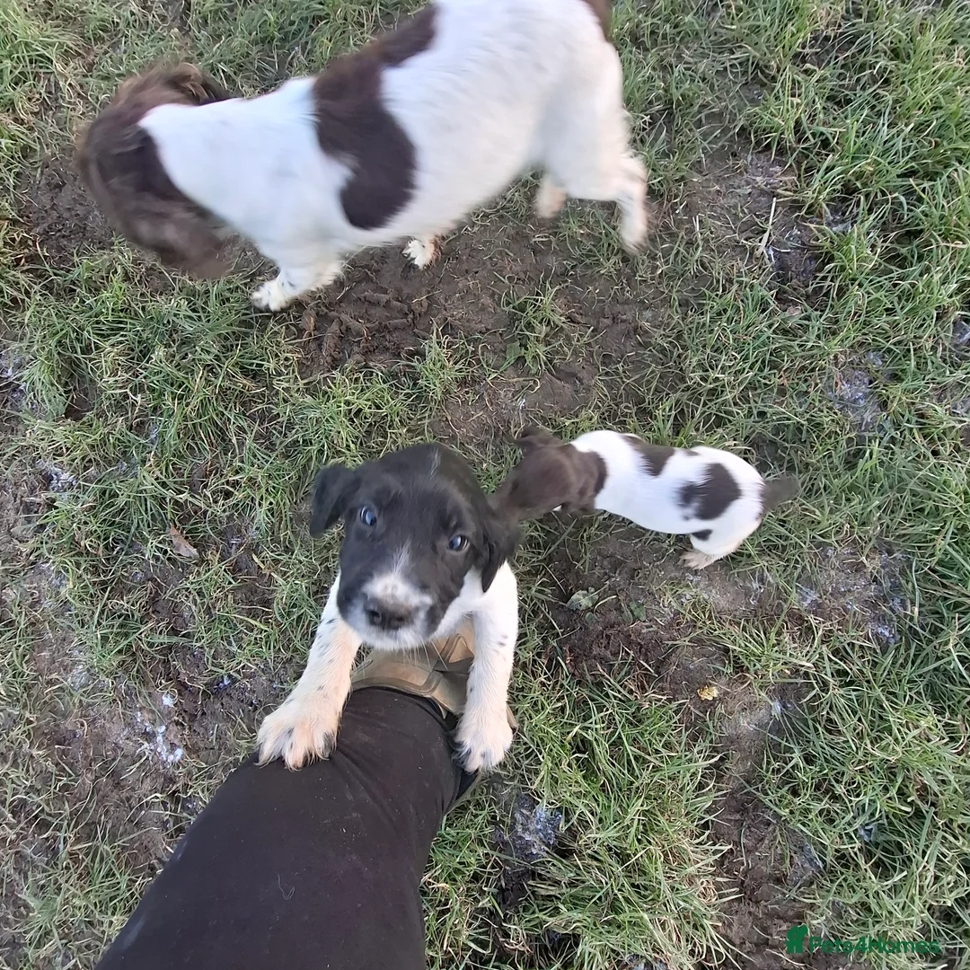 Sprocker dogs for sale: Sprocker Spaniel Puppies - Advert 9
