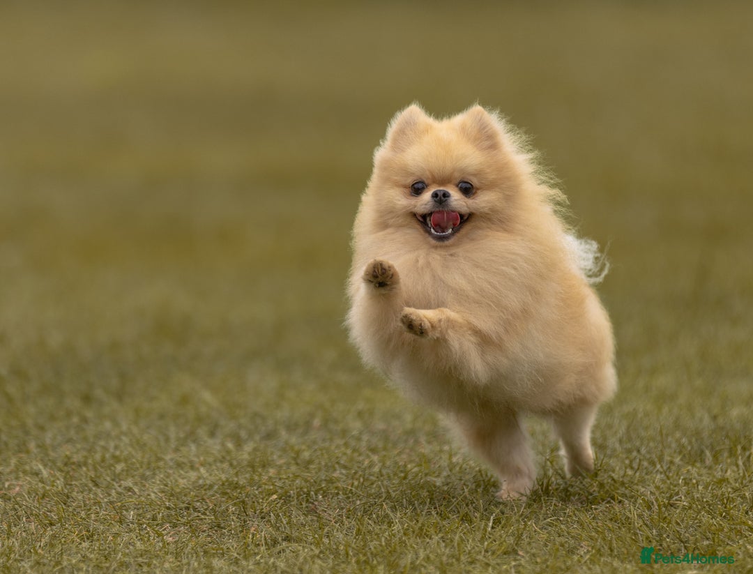 Pomeranian dogs for stud: Prince George Bridgeton 👑 - Image 8