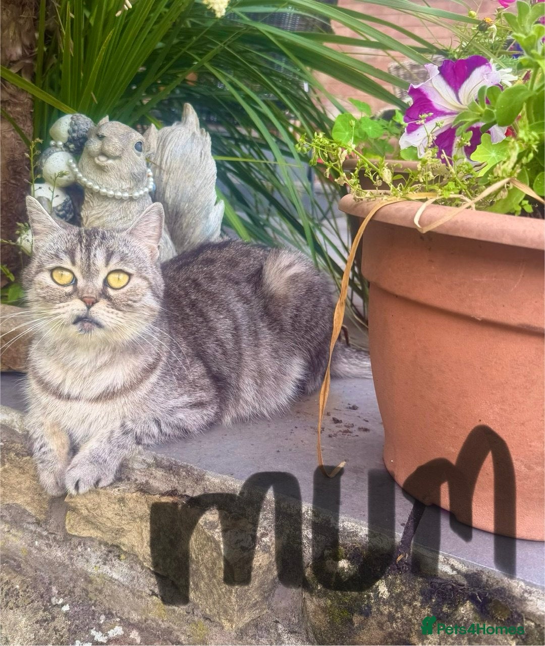 Scottish Fold cats REDUCED ❤️❤️Tabby cat😘Luxury Scottish❤️❤️❤️❤️❤️❤️ - Advert 2